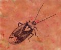 Insect Monoprints